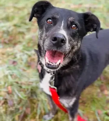 Reksio – pies, który czeka na dom już ponad 9 lat. Schronisko w Sosnowicach apeluje o adopcję