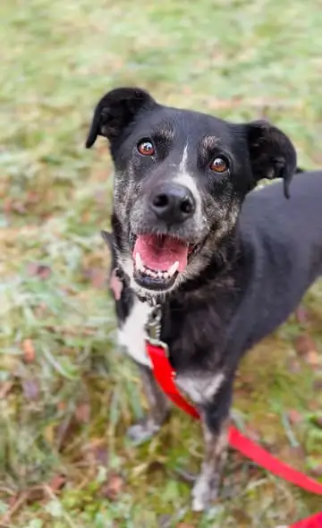 Reksio – pies, który czeka na dom już ponad 9 lat. Schronisko w Sosnowicach apeluje o adopcję